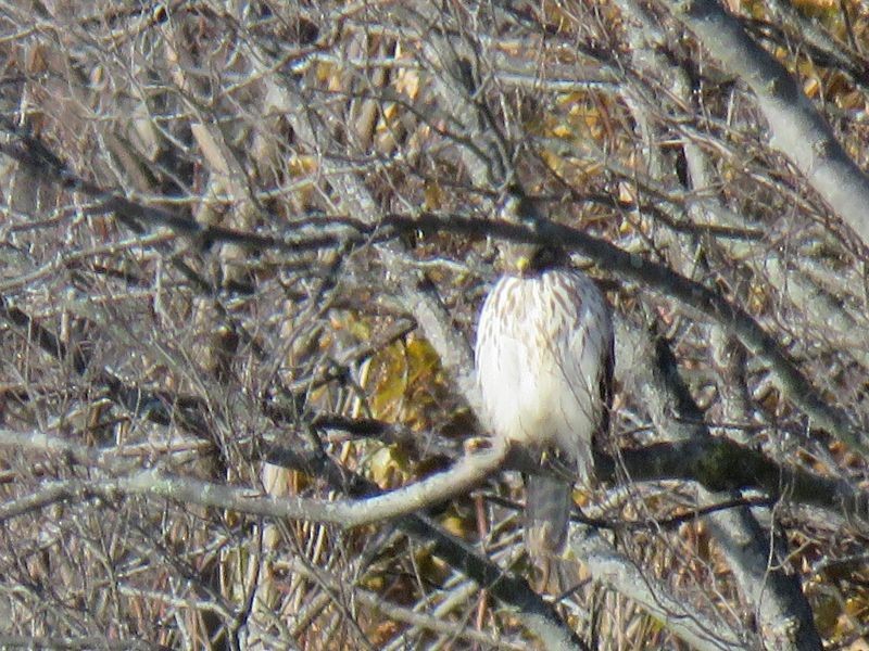 Red-shouldered Hawk - Tracy The Birder