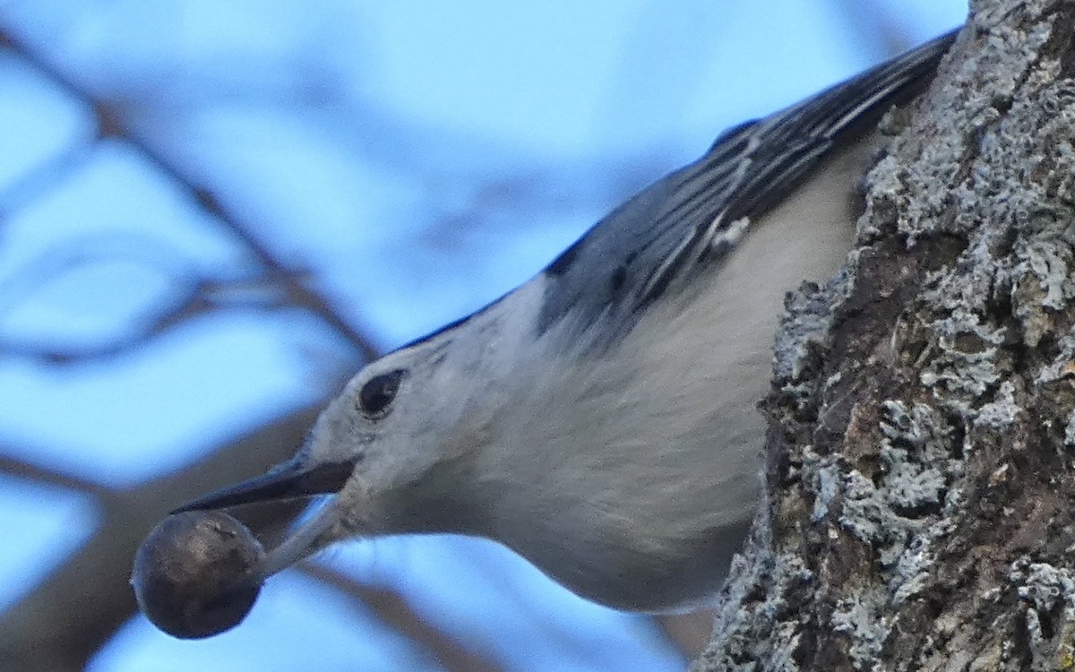 White-breasted Nuthatch - ML76382691