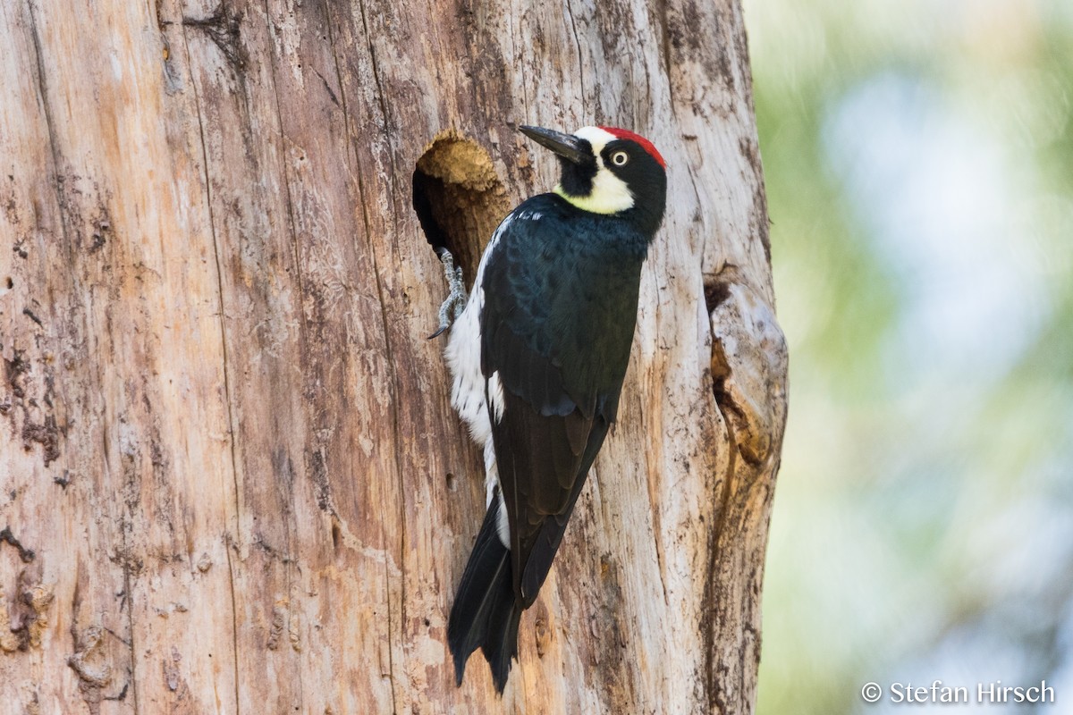 Acorn Woodpecker - Stefan Hirsch