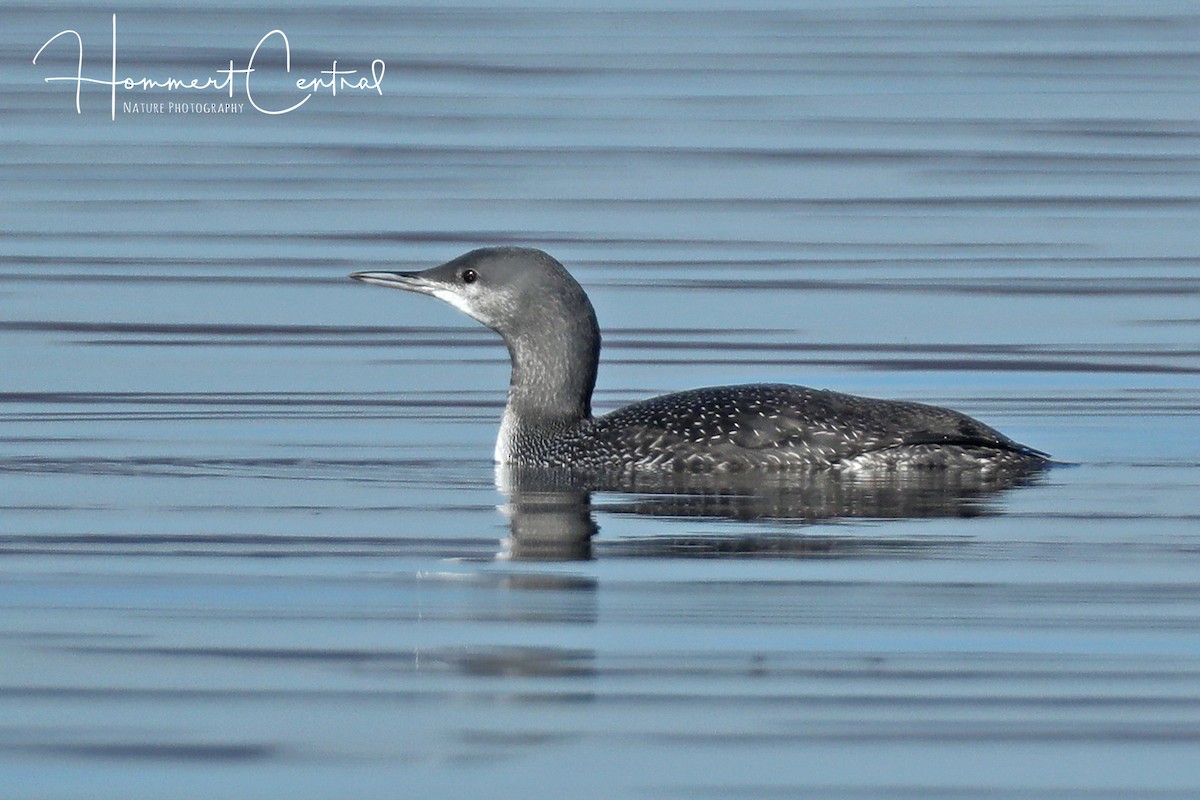 Red-throated Loon - ML76385531
