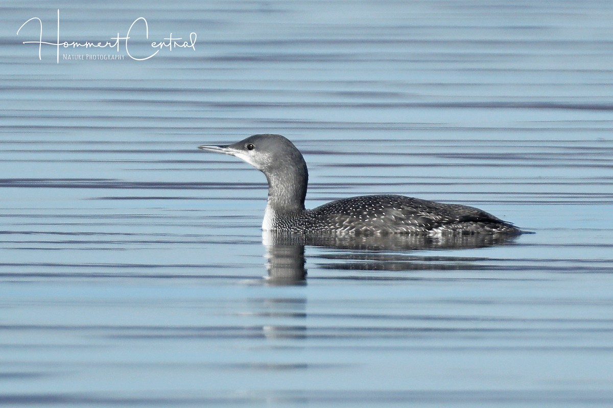 Red-throated Loon - ML76385561