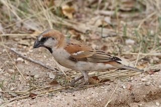  - Great Rufous Sparrow