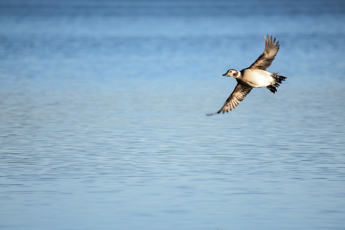 Long-tailed Duck - ML76387431