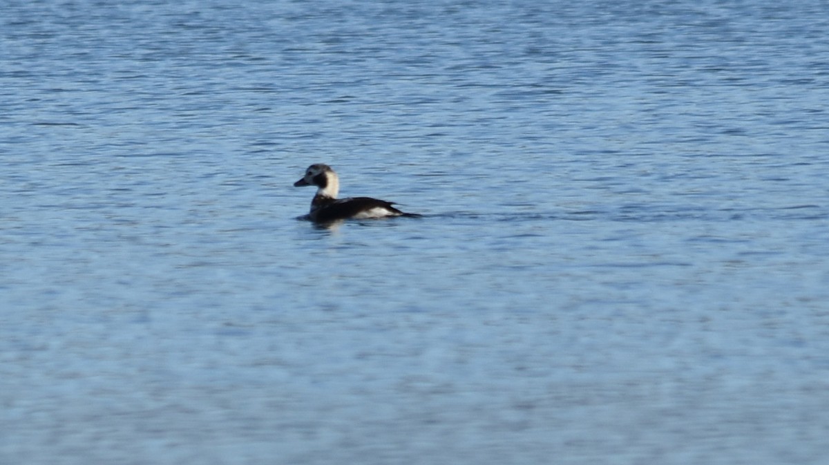 Long-tailed Duck - ML76387531