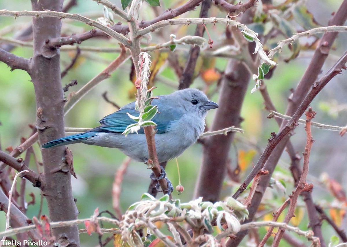 Blue-gray Tanager - ML76389301