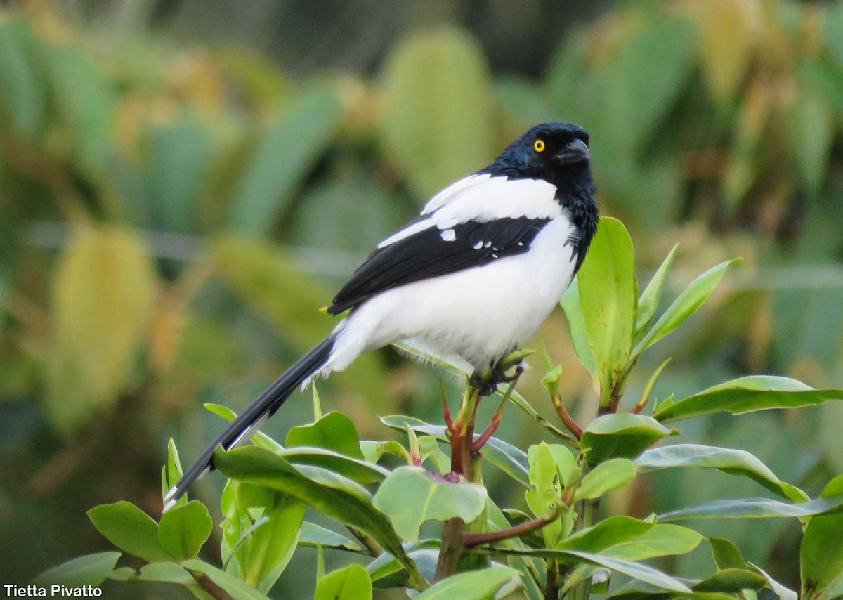 Magpie Tanager - ML76389341