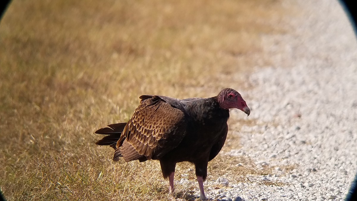 Turkey Vulture - Phil Cumming