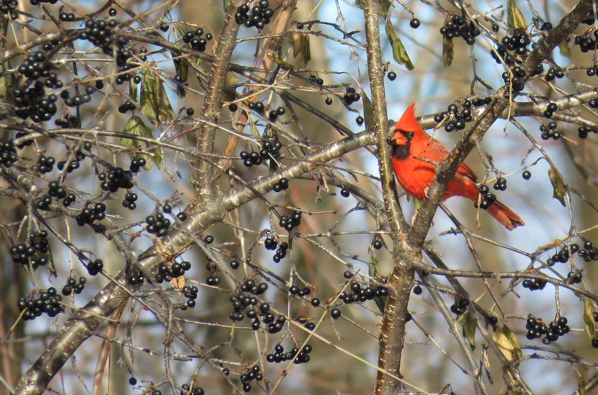 Northern Cardinal (Common) - Jon P. Ruddy