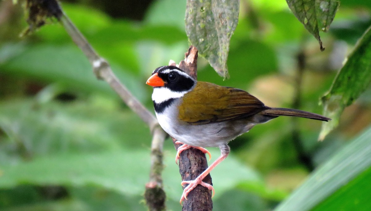 Orange-billed Sparrow - Edison🦉 Ocaña