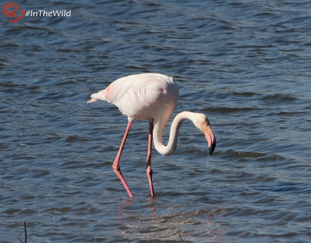 Greater Flamingo - Janine Duffy