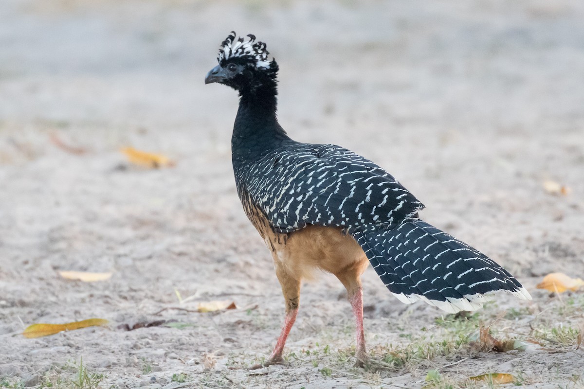 Bare-faced Curassow - ML76405751