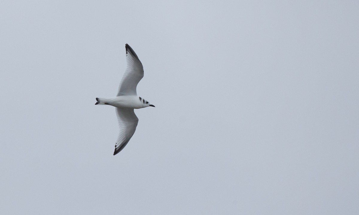 Mouette tridactyle - ML76407001