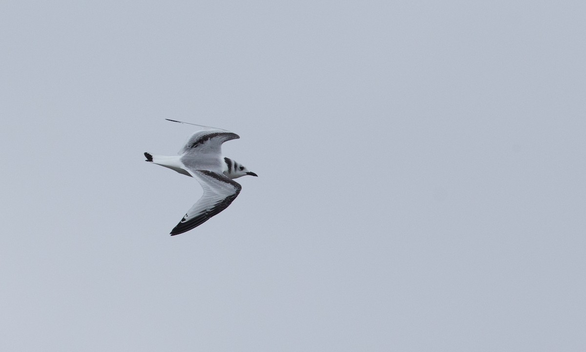 Mouette tridactyle - ML76407021