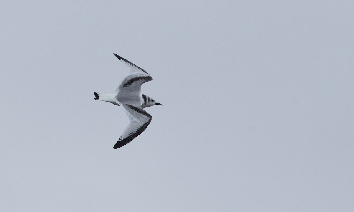 Mouette tridactyle - ML76407031