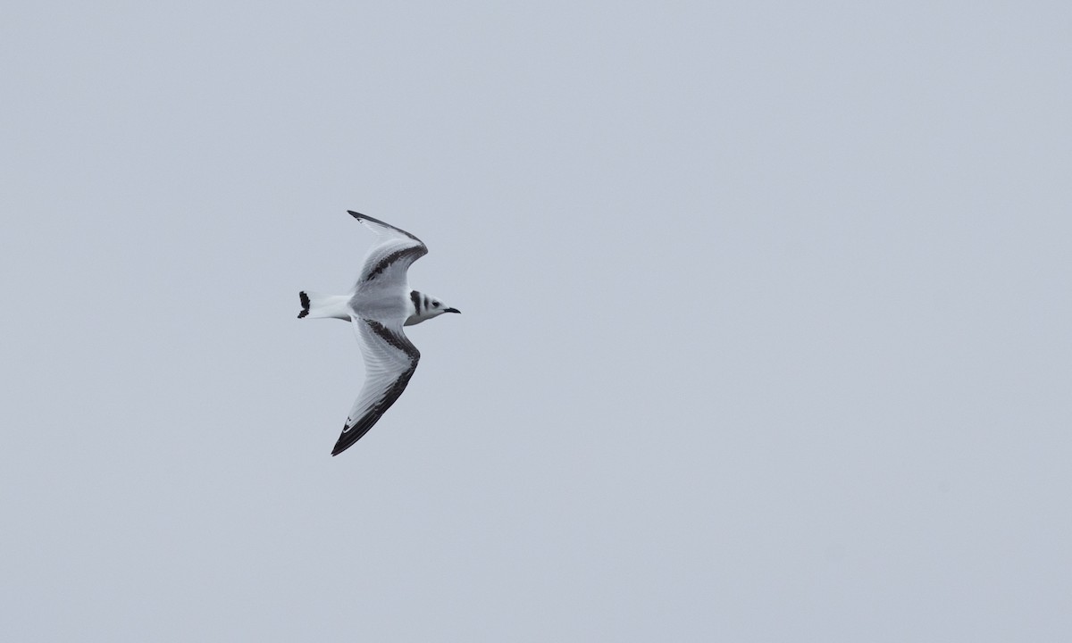 Mouette tridactyle - ML76407051