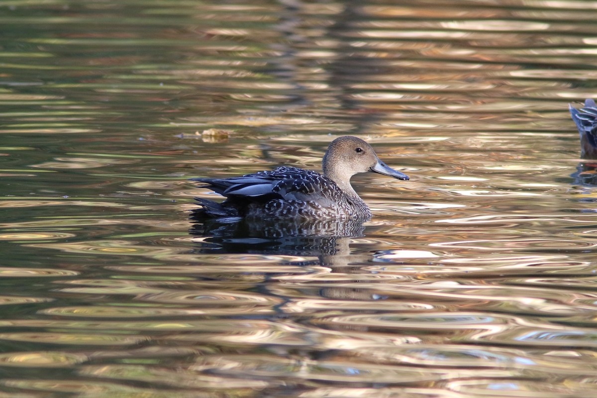 Northern Pintail - Tammy Conklin