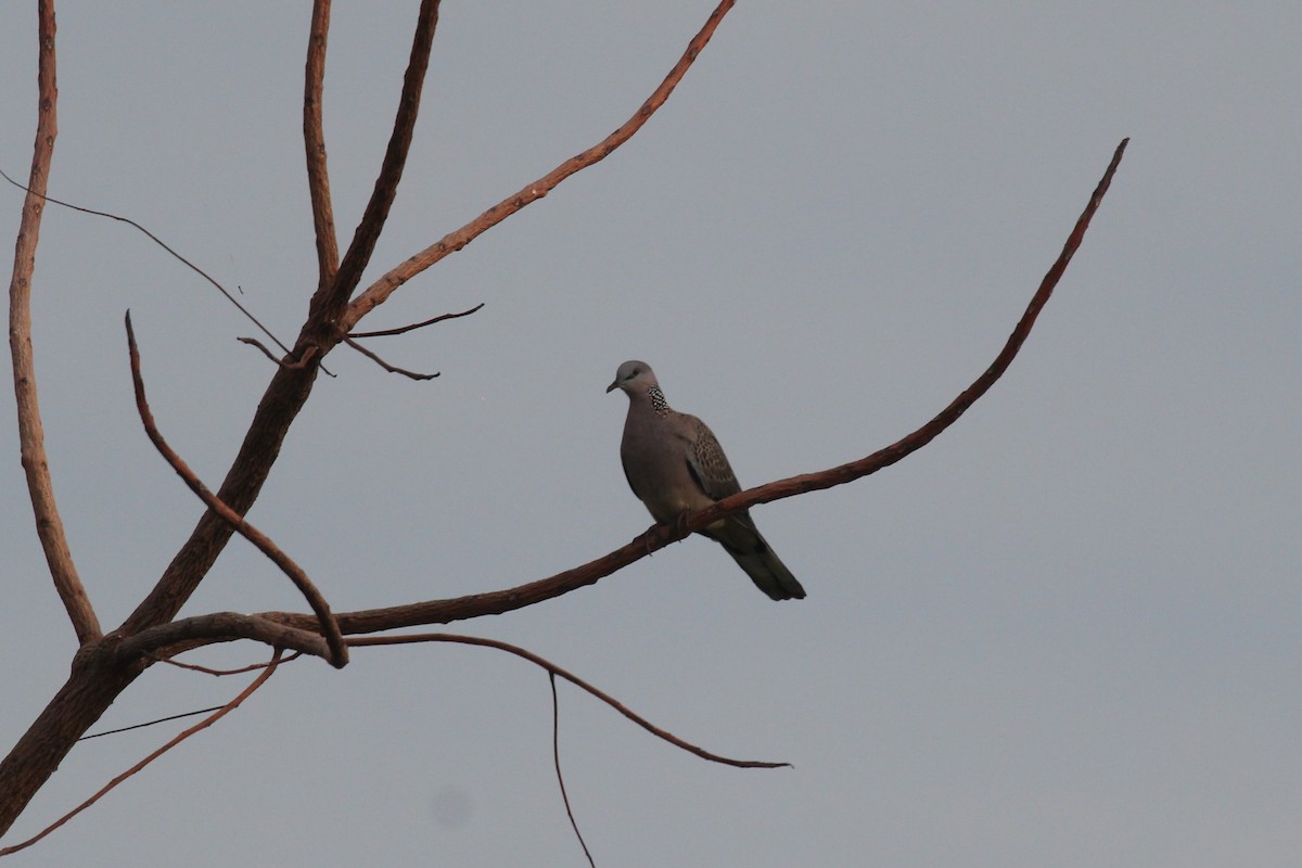 Spotted Dove (Eastern) - Doug Kibbe