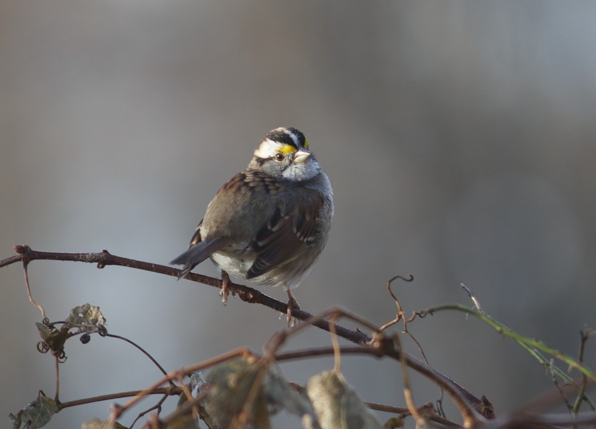 White-throated Sparrow - benny albro