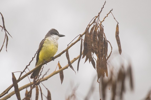 Thick-billed Kingbird