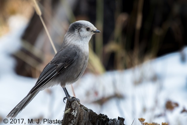 Systematics - Canada Jay - Perisoreus canadensis - Birds of the World
