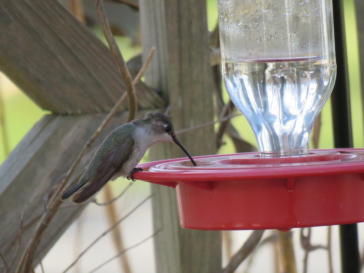 Black-chinned Hummingbird - ML76420531