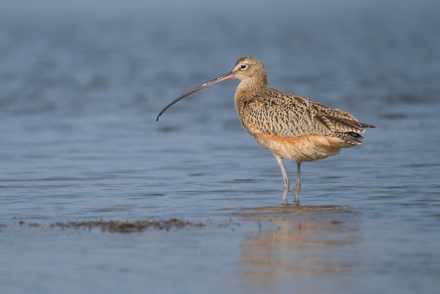 Long-billed Curlew