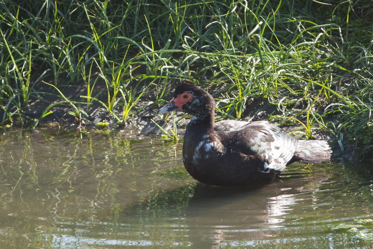 Muscovy Duck (Domestic type) - ML76422111