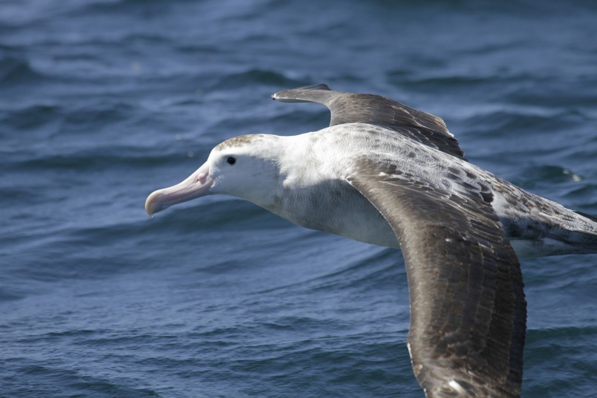 Antipodean Albatross (Gibson's) - Paul Brooks