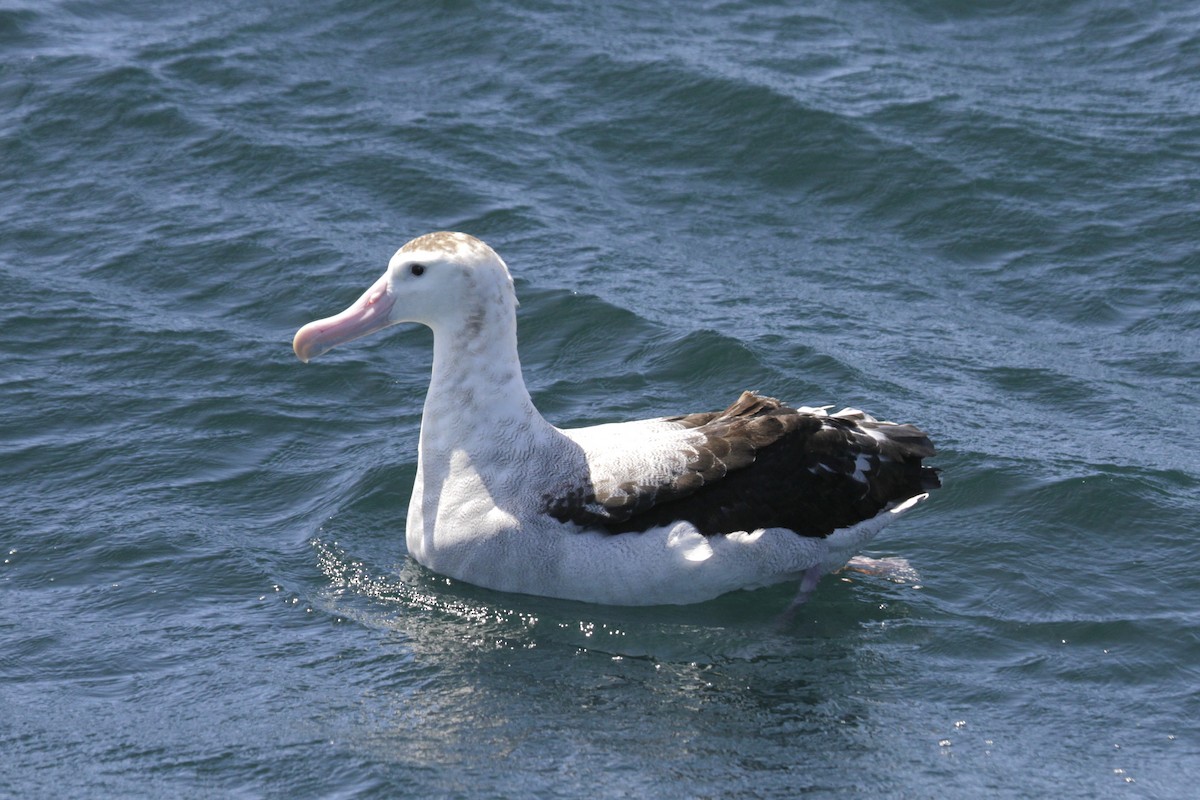 Albatros des Antipodes (gibsoni) - ML76425261