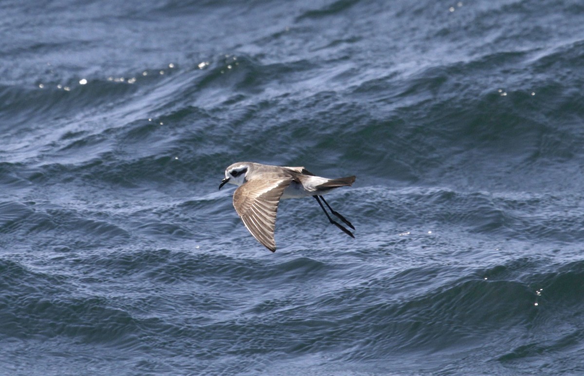 White-faced Storm-Petrel - ML76427811