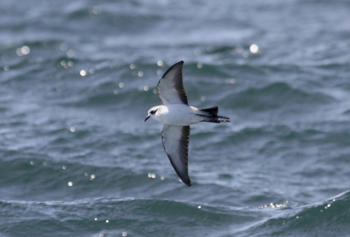 White-faced Storm-Petrel - ML76427851