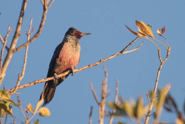 Lewis's Woodpecker