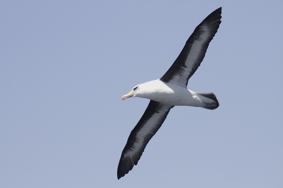 Чернобровый альбатрос (impavida) - ML76428691