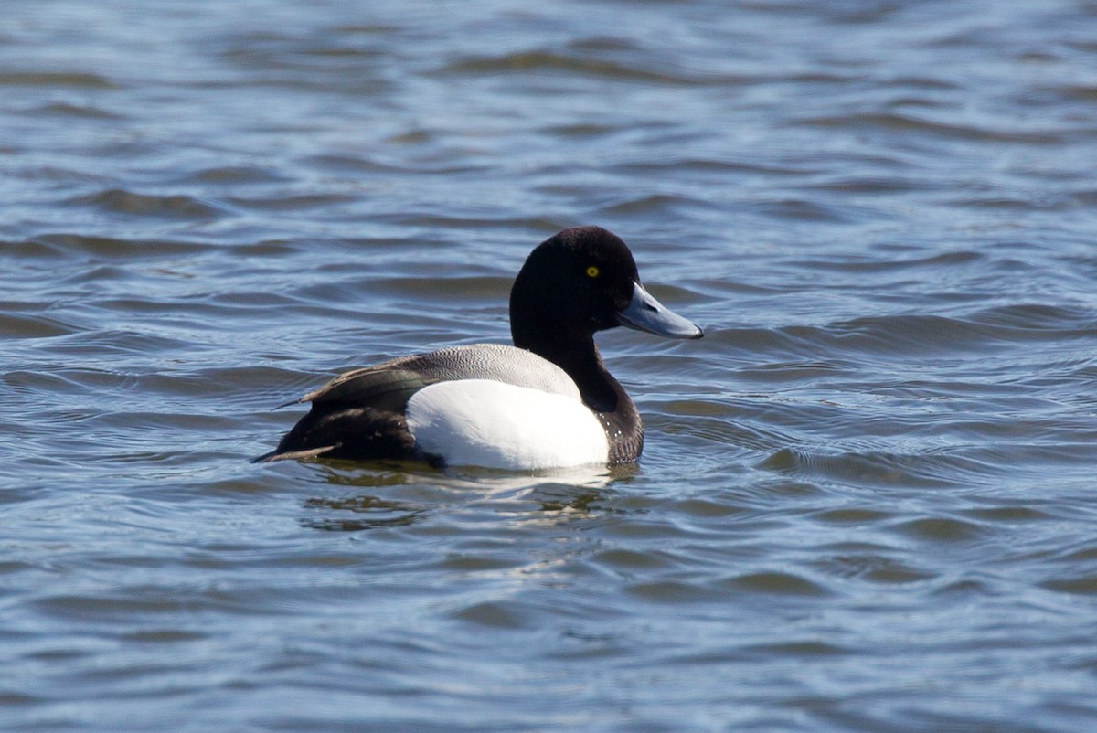 Greater Scaup - ML76429561