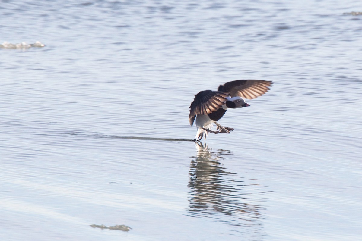 Long-tailed Duck - ML76429641