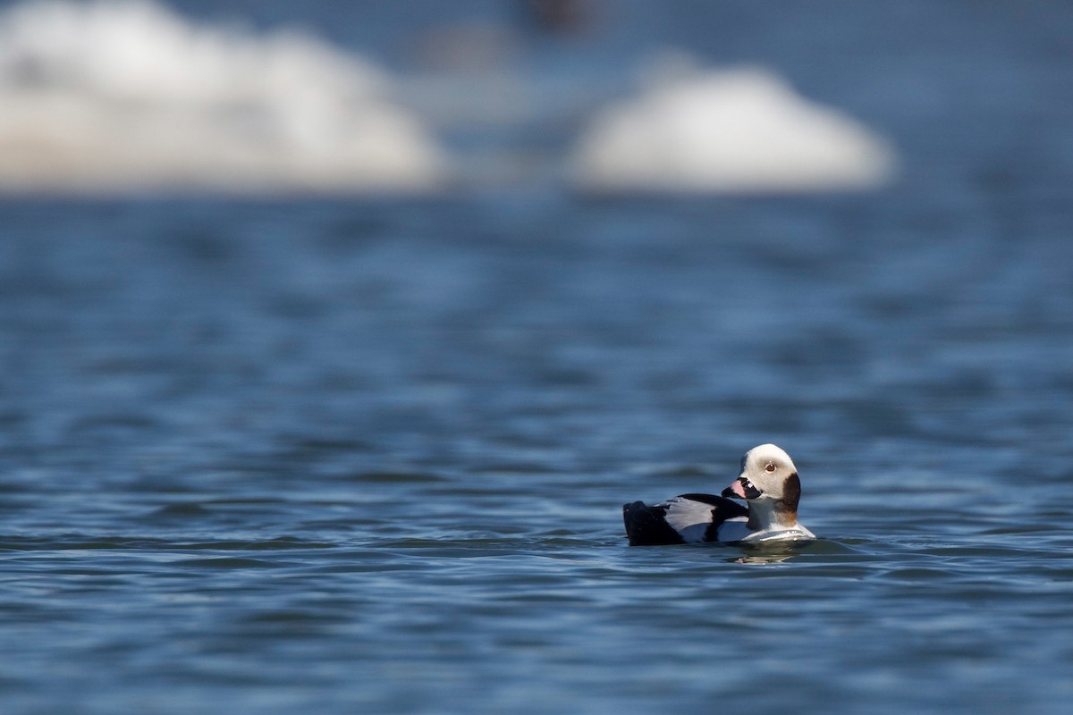 Long-tailed Duck - ML76429651