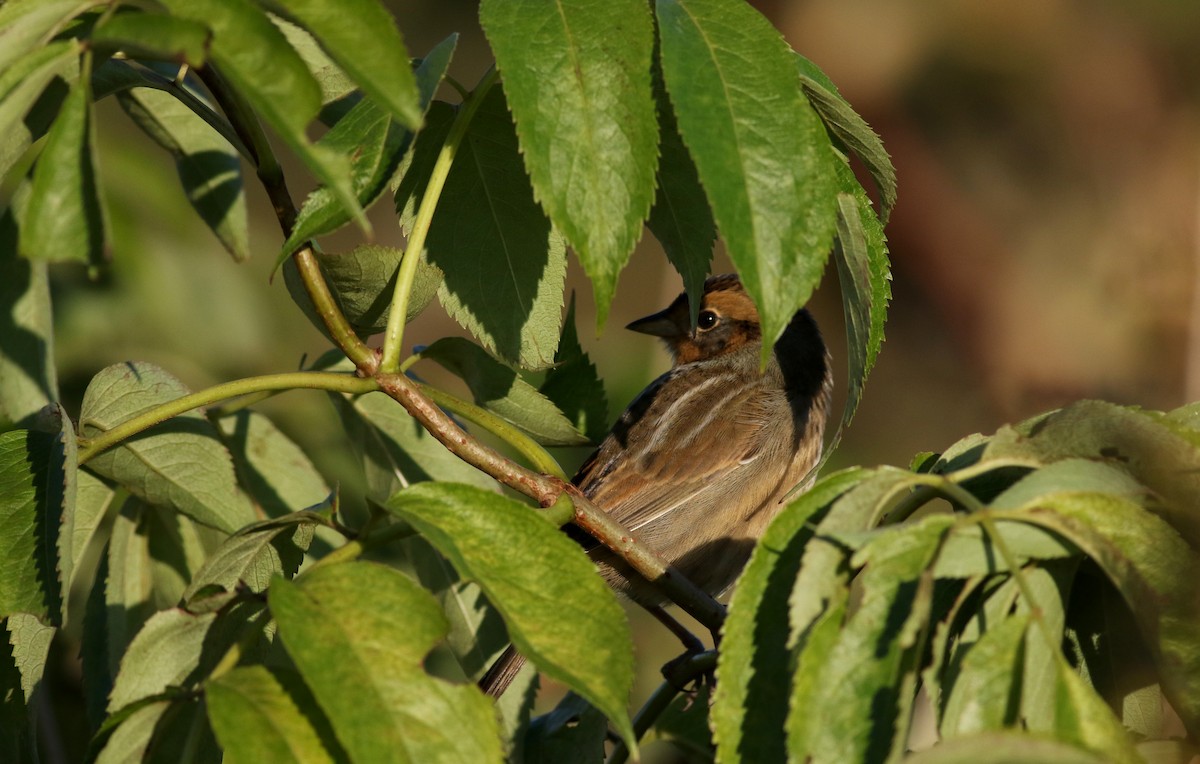 Nelson's Sparrow (Interior) - ML76430351
