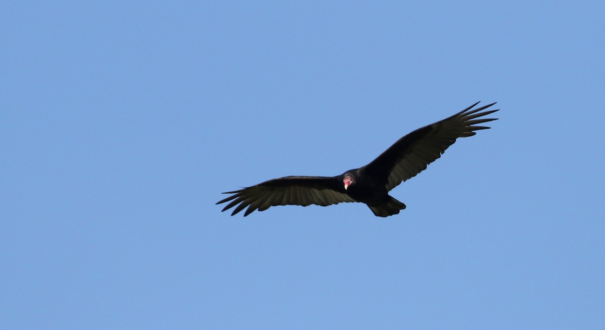 Turkey Vulture - ML76432991