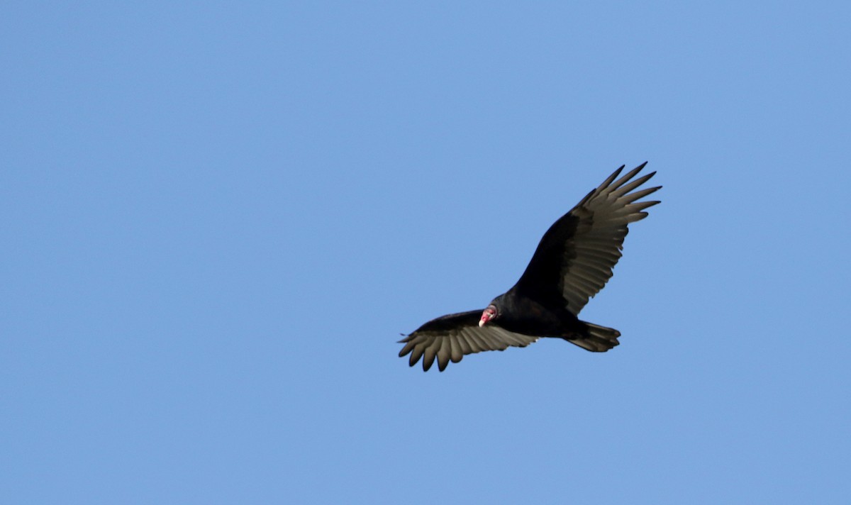 Turkey Vulture - ML76433001