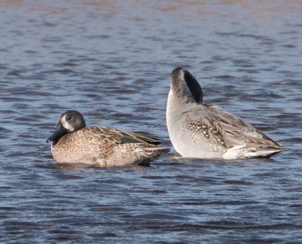 Blue-winged Teal - ML76433431