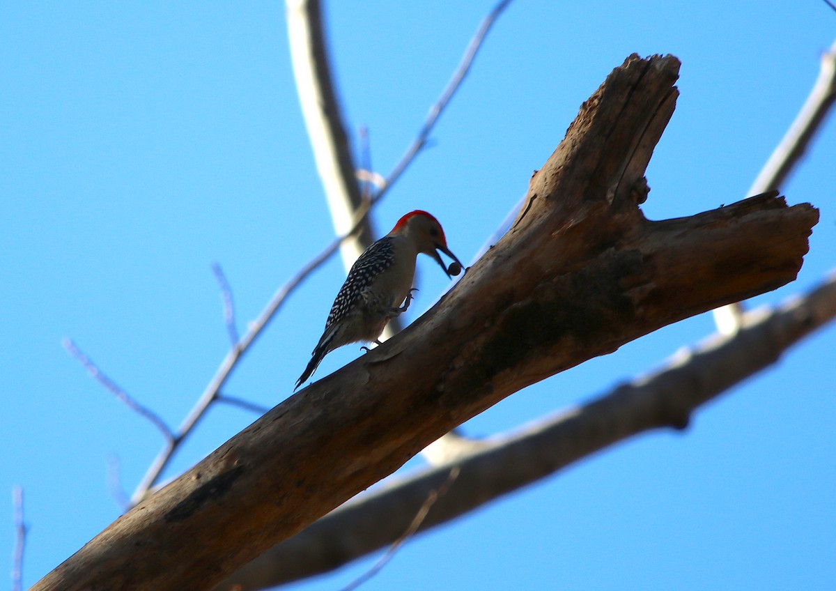 Red-bellied Woodpecker - ML76436551