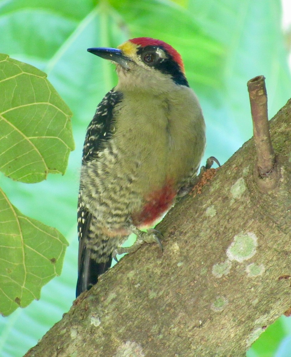 Black-cheeked Woodpecker - Isaias Morataya