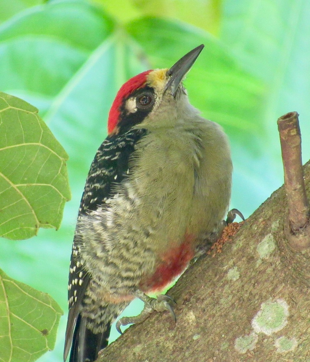 Black-cheeked Woodpecker - ML76439221
