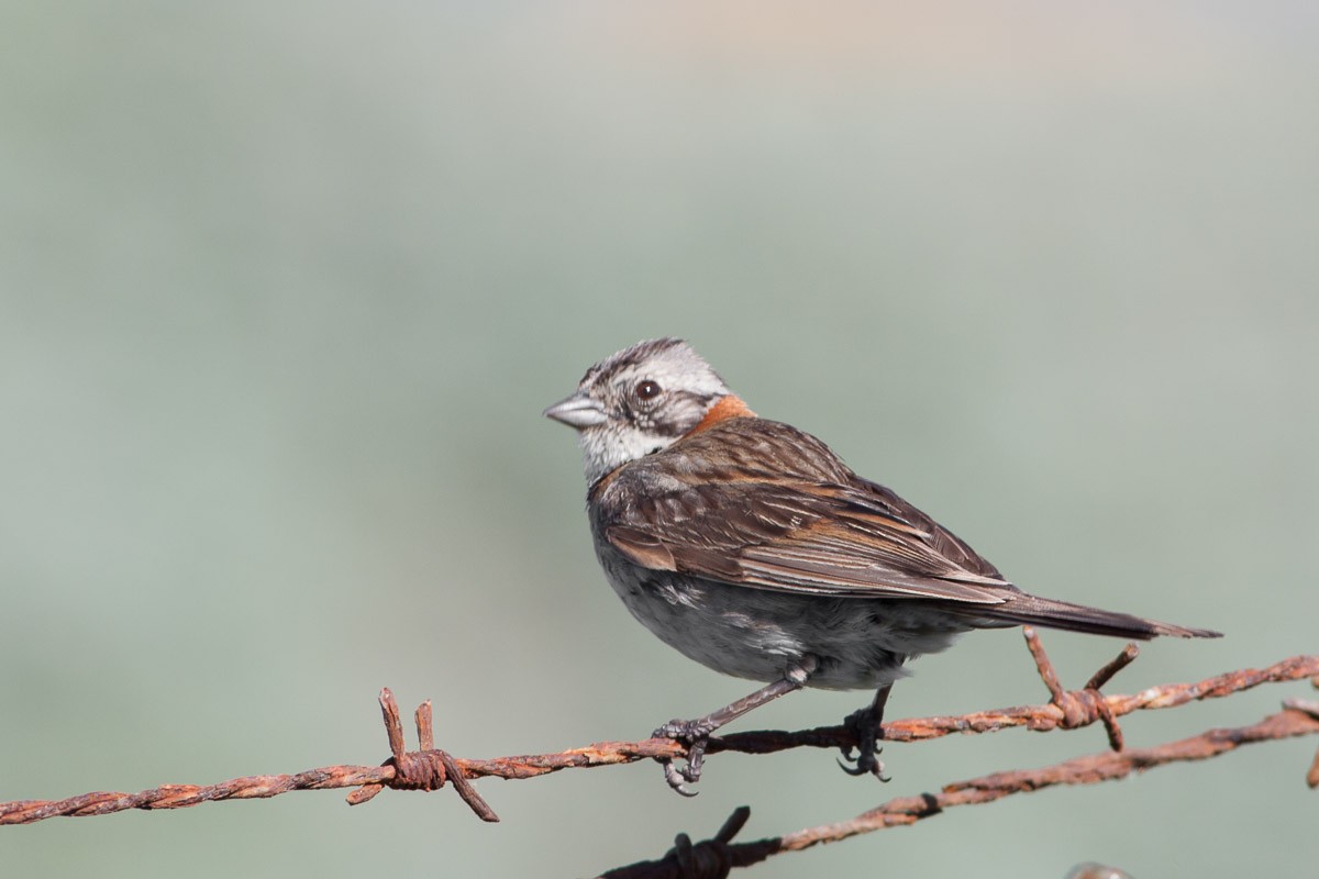 Rufous-collared Sparrow (Rufous-collared) - ML76439431
