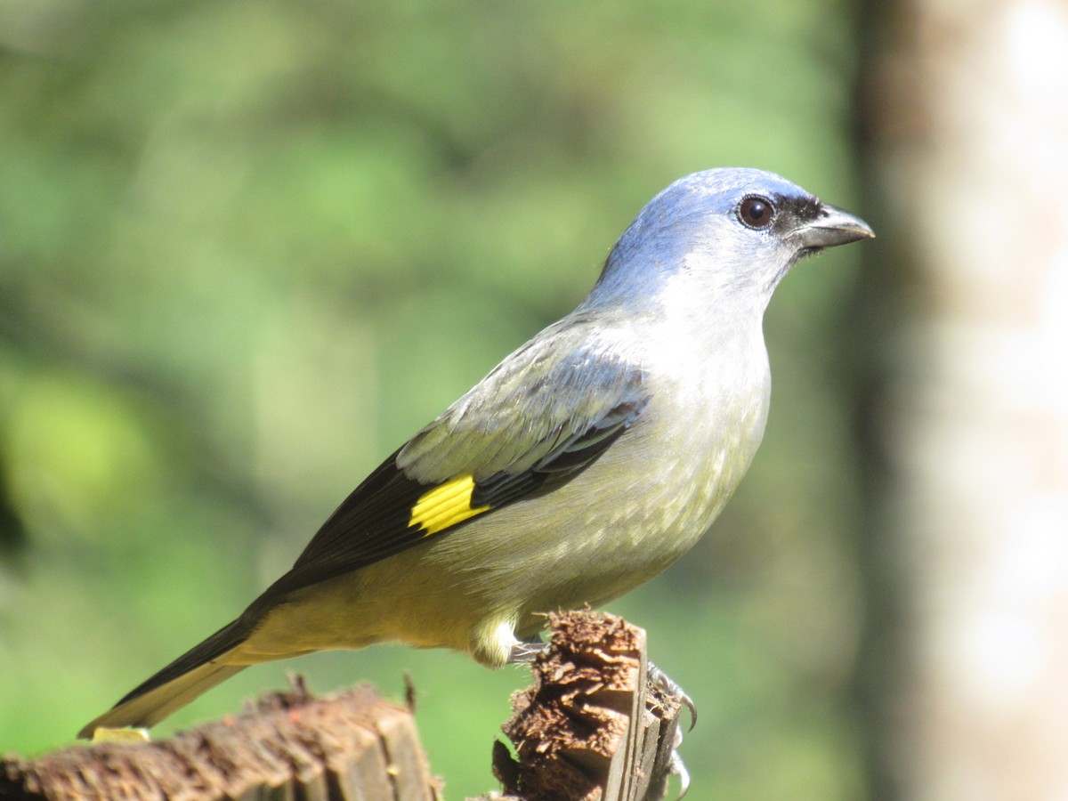 Yellow-winged Tanager - ML76441781