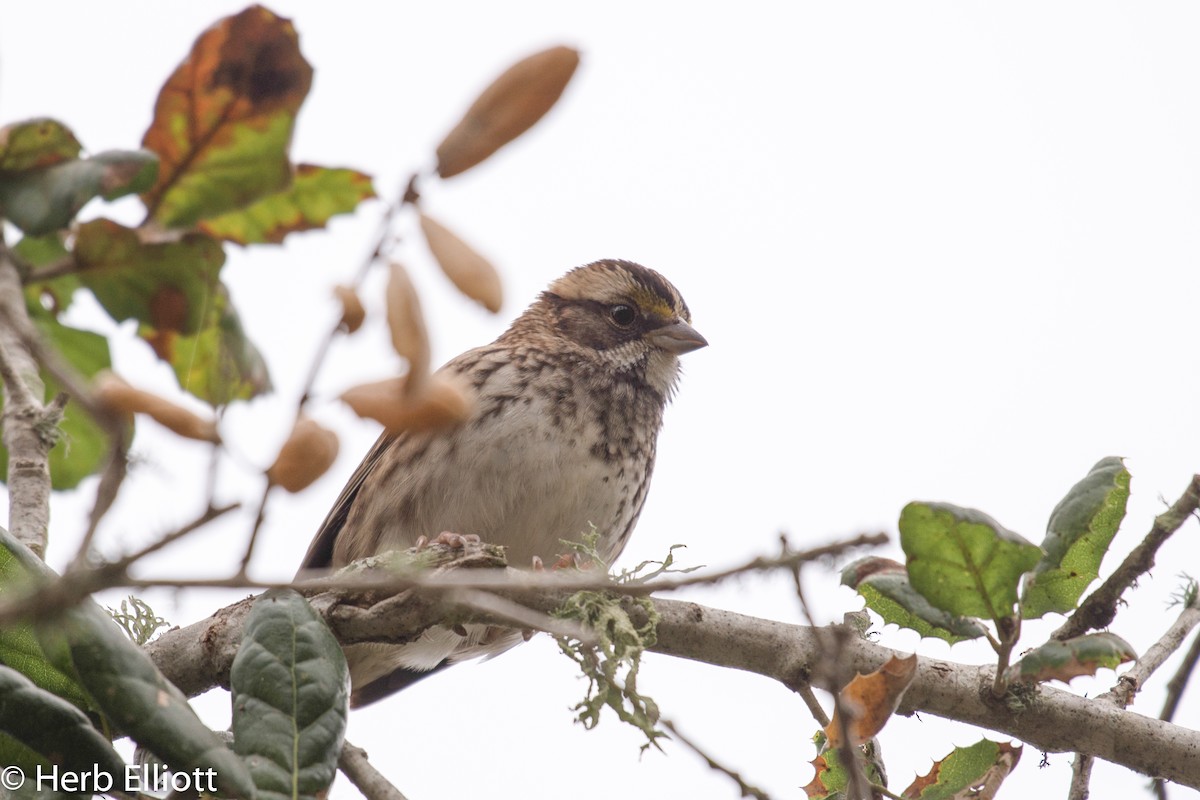 White-throated Sparrow - ML76442561