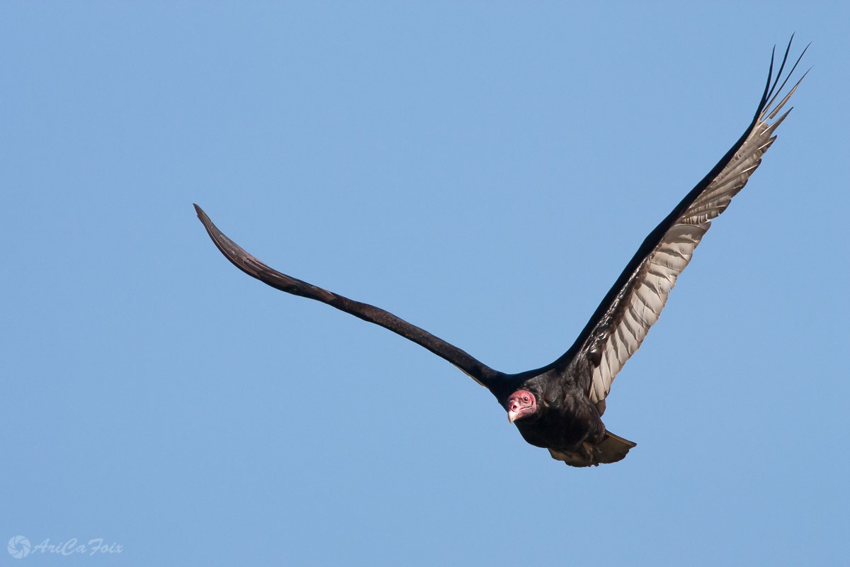 Turkey Vulture (South Temperate) - ML76443621