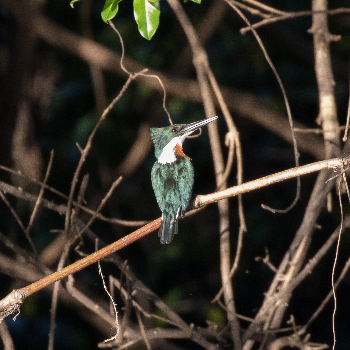 Green-and-rufous Kingfisher - ML76444911