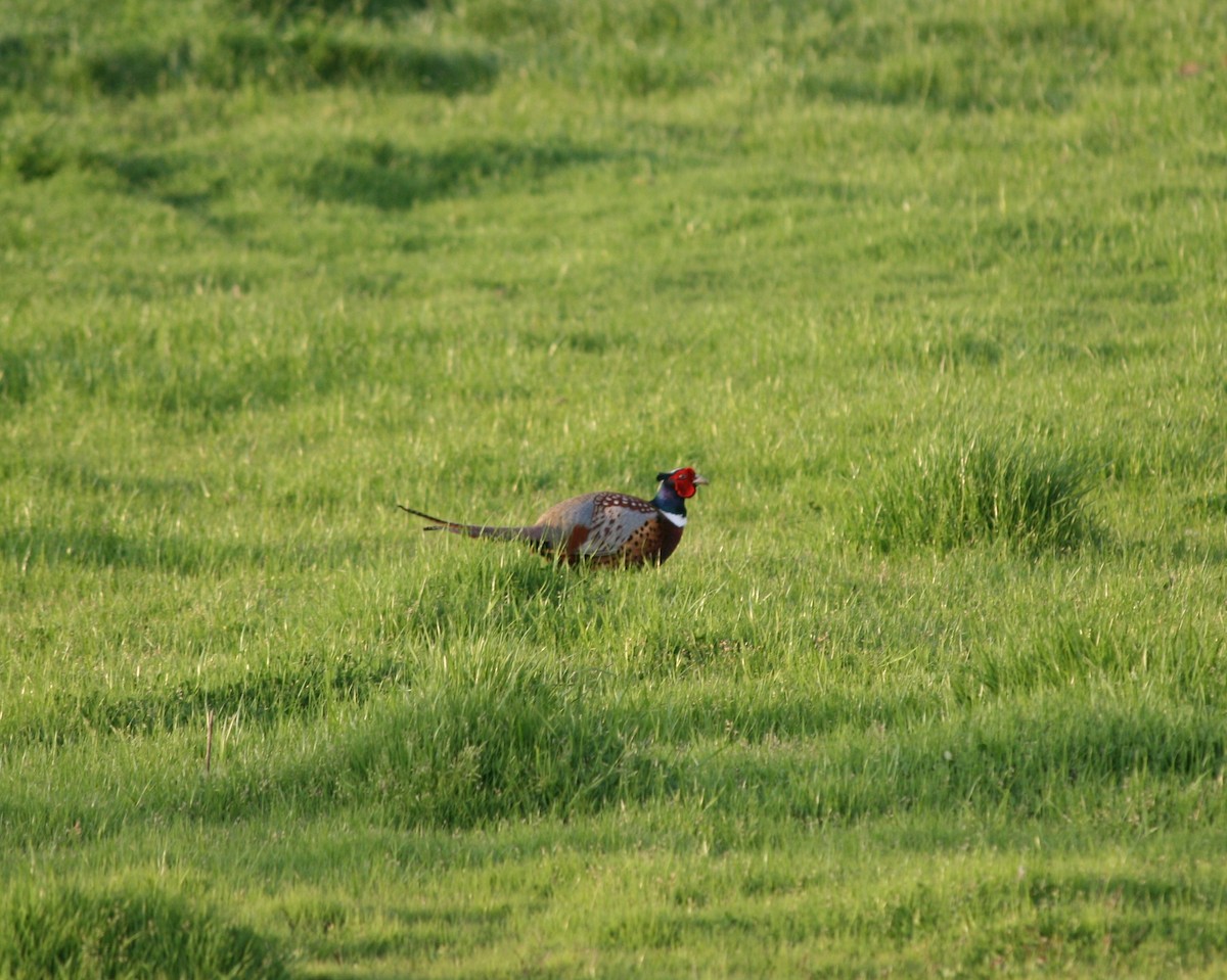 Ring-necked Pheasant - Debbi Senechal