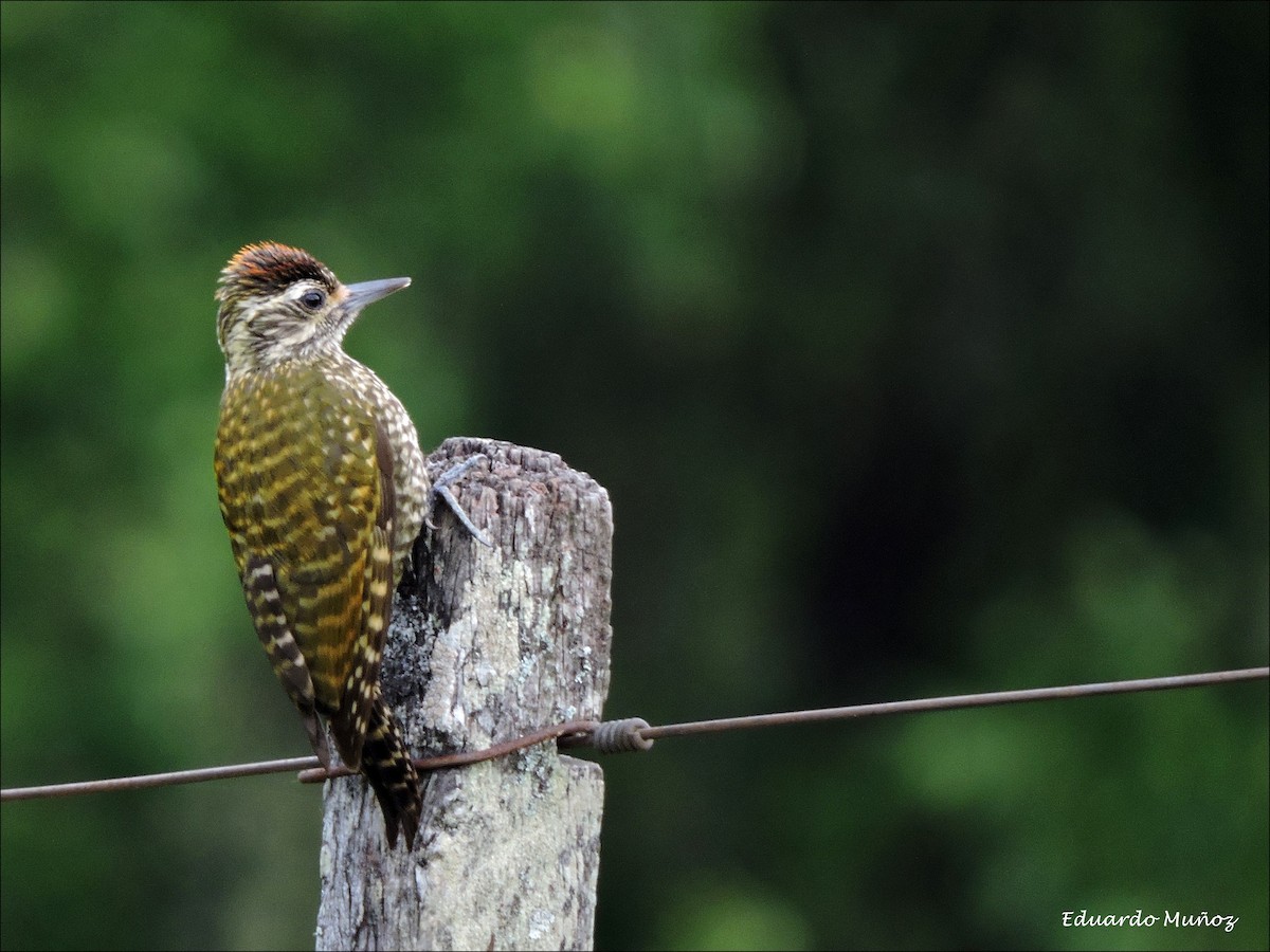 White-spotted Woodpecker - Hermann Eduardo Muñoz